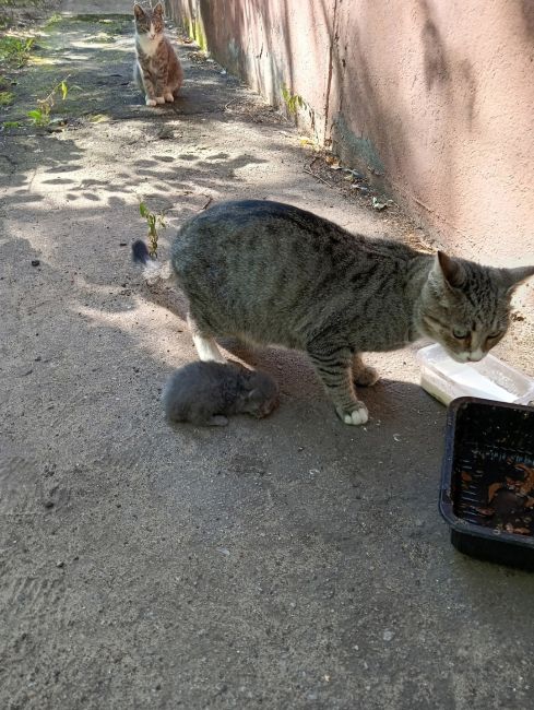 Здравствуйте. Пожалуйста, опубликуйте новость. Пропала кошка с котятами. Зовут Муся. Последний раз видели её..