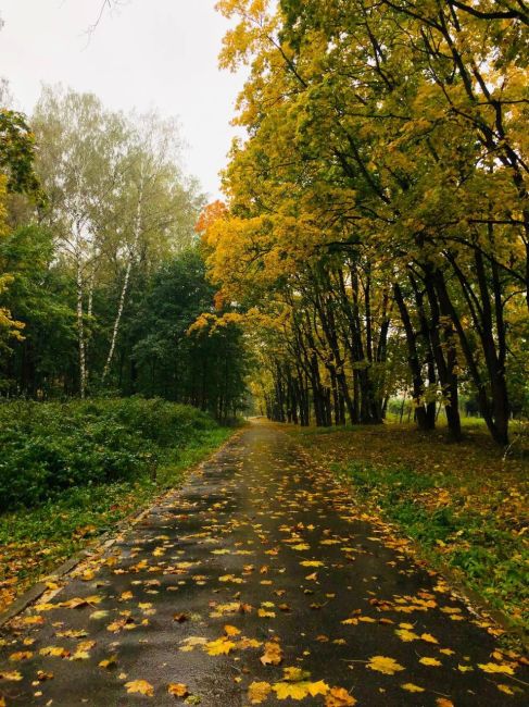 Каждый год в этом месте видно наступление осени, с четкими границами😊 г.Красногорск, Ивановские пруды, фото..