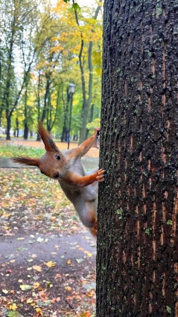 Привет от белочки из парка 🐿 
📸..