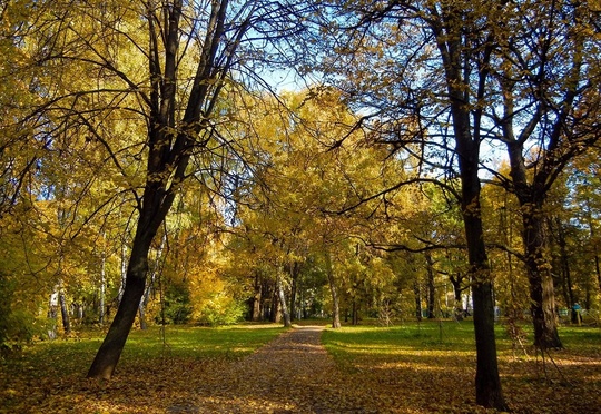 Доброго осеннего утра и пасмурных Химок всем в ленту 🍂  Фото - ShiroKopeyka..