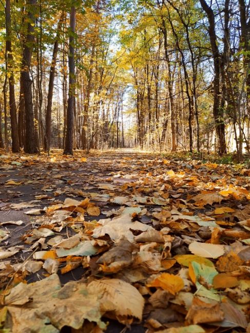 🍁Осень в..