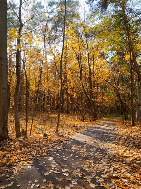 🍁Осень в..