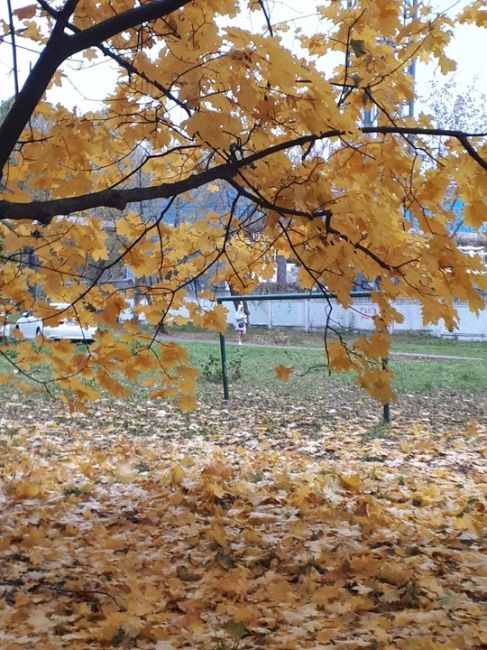 Доброе утро .🧡
🍁 В Долгопрудном продолжается золотая осень.
ул. Спортивная - Железнякова
 (у школы №10 и..