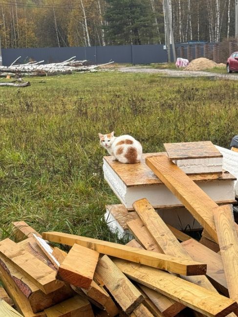 Деревня Боровково.  Кто потерял кошечку?
На уличную вроде не похожа. 
Приютить не могу, к..