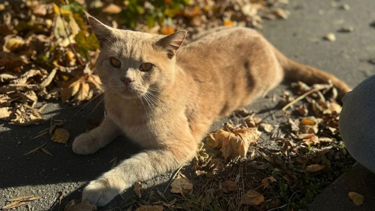 🆘 Вот такой красавец-кот ищет хозяина. Недавно его заметили возле одного из домов в микрорайоне Щурово...