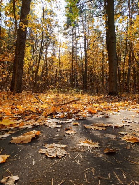 🍁Осень в..