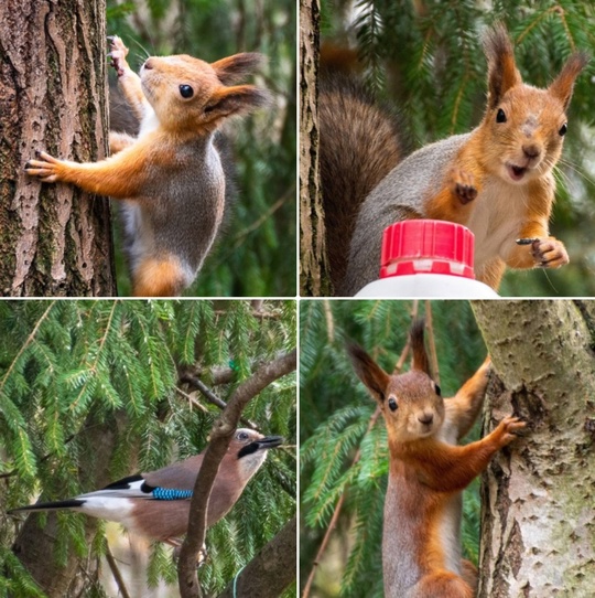 ОСЕННИЙ МИР БАЛАШИХИ 🍁
📸 Алексей
А кого вы встречали на..