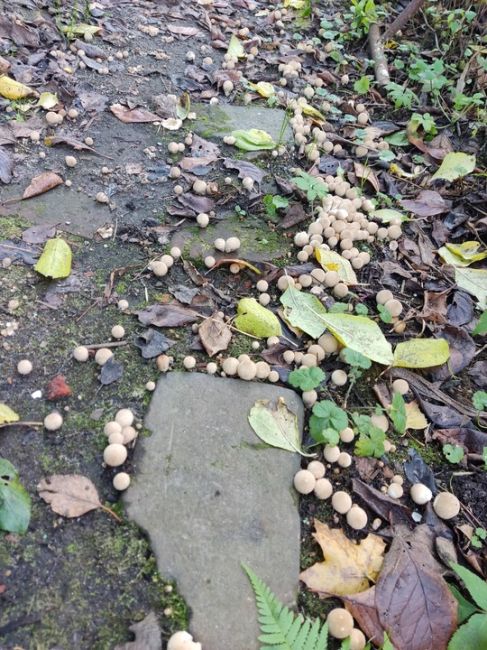 В Подмосковье обнаружены редкие съедобные грибы 🍄  На востоке области замечены строфарии небесно-синие..