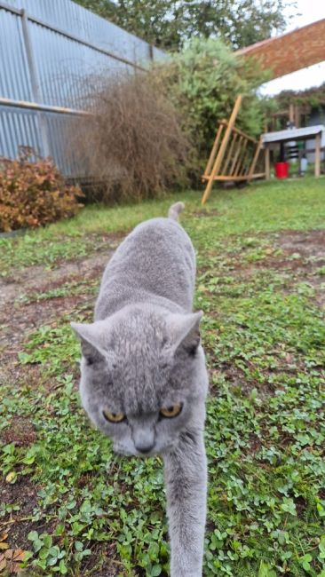 Приблудилась кошка, дер.Поповка 
На вид молодая, игривая и ласковая
Спокойно относится к приставаниям..