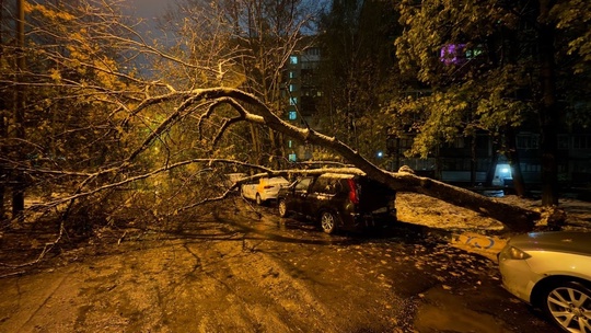 А настоящий деревопад случился ночью..