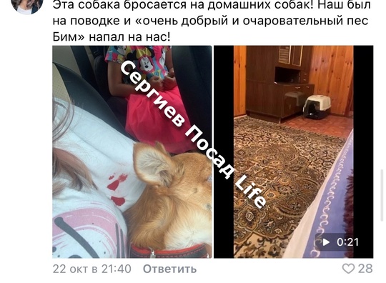 ‼ В понедельник, 21 октября 2024 года на меня и мою собаку корги напал пёс Бим, о котором недавно выкладывали..