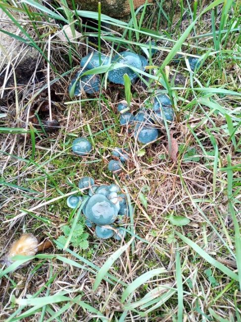 В Подмосковье обнаружены редкие съедобные грибы 🍄  На востоке области замечены строфарии небесно-синие..