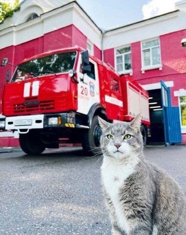 Кот Багор из Королева на службе МЧС  В специальной пожарно-спасательной части № 20 вот уже более десяти лет..