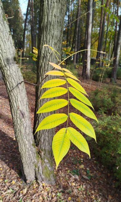 Немного осенней красоты.🍂
Спасибо нашей подписчице за..