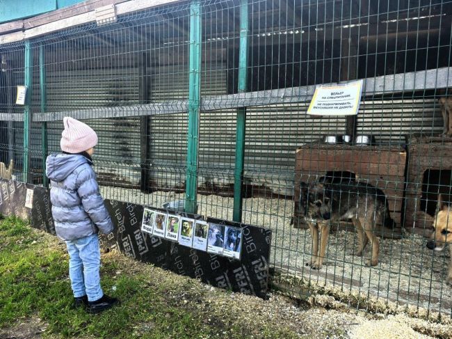 🦮 Богородский приют для животных отметил 17-летие.  На день рождения пригласили гостей, для которых..