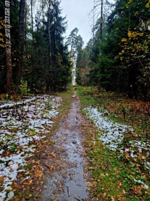 Красота в лесу на Зеленой..