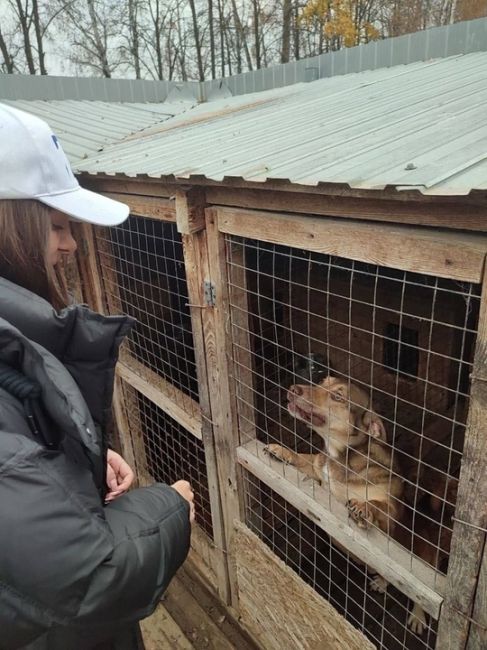 ⚡⚡⚡ Приют для животных может появиться в городском округе Коломна 
Заместитель главы городского округа..