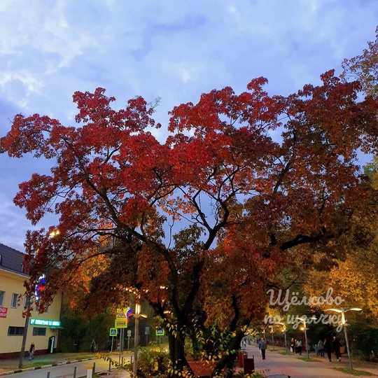 Краски осени на Парковой🍁  А у вам удалось снять яркие фото осени на..