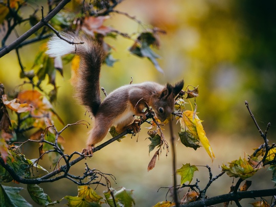 За окном на улице Дружбы подросло новое поколение пушистых химчан 🐿️
Отличительной особенностью..