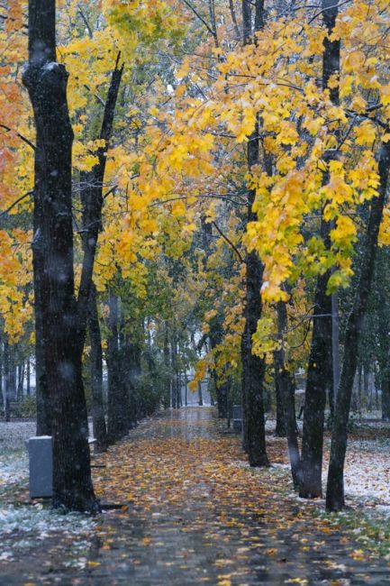 Моменты вчерашнего снегопада в парке Толстого..