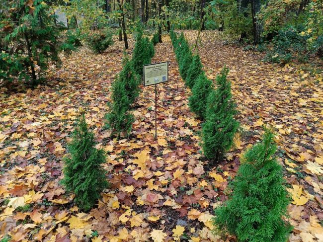 🌳 В дендропарке Волхонки высадили новые деревья.
Команда  «Навигаторы детства» Центра образования для..