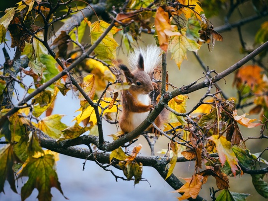 За окном на улице Дружбы подросло новое поколение пушистых химчан 🐿️
Отличительной особенностью..