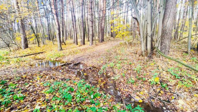 🌳 Ильинская роща медленно погибает без надзора  Подписчики поделились фотографиями печального состояния..