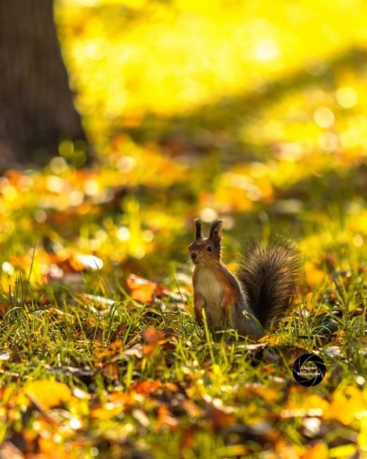 🐿Белочки в парке Северного речного вокзала.  Фото:..