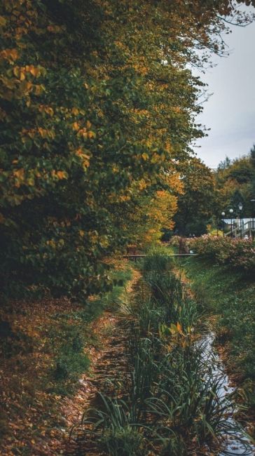 Осень в Аптекарском огороде  Фото: Оксана..