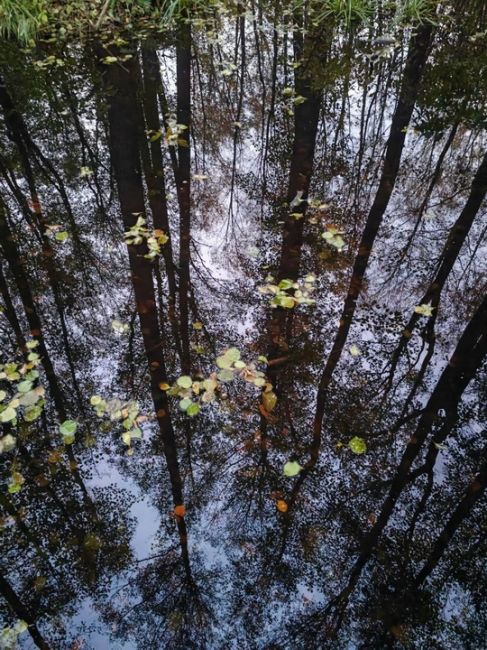 Осень 🍁 в..