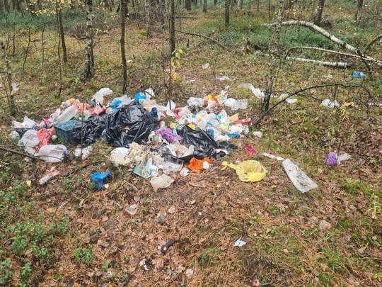 Спасибо Вам большое 🙏  Около деревни Устьяново сотрудники Орехово-Зуевского филиала ГКУ МО «Мособллес»..