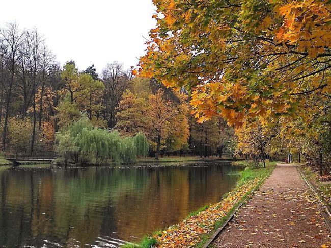 🍃Яркие осенние оттенки в красногорском городском парке.  📸Автор фото: Вячеслав..