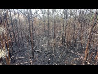 ПОЖАРИЖЕ 🔥
Марина
Последствия недавнего поджога в "самом зеленом" городе. Планов по восстановлению..