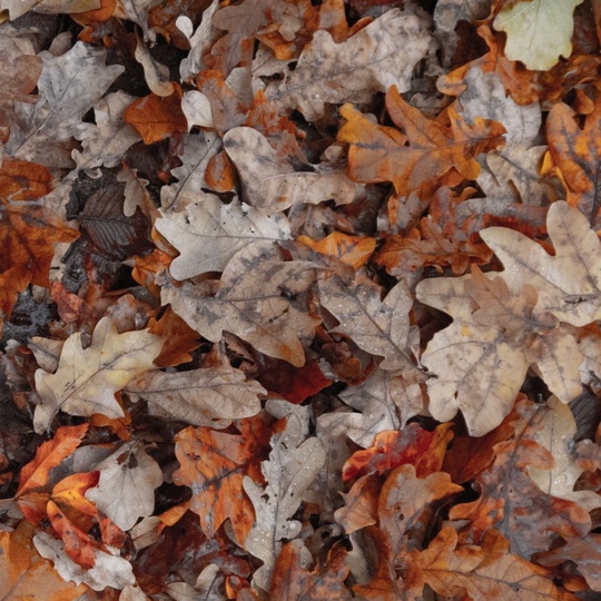 Доброго осеннего утра и пасмурных Химок всем в ленту 🍂  Фото - ShiroKopeyka..