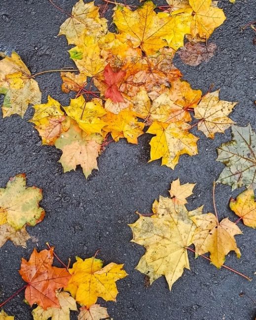 🍁 НАША БАЛАШИХА 🍂 
📸Марина..