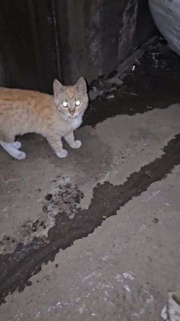 Друзья, давайте поможем этому малому котёнку найти дом?
На производственной площадке окотилась кошка, она..