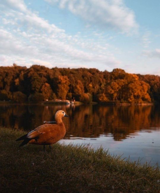 😲 Умопомрачительная осень в..