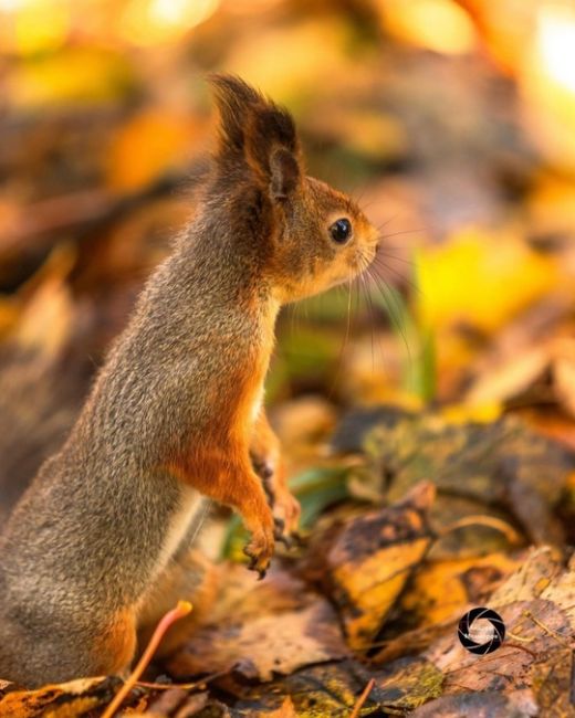 🐿Белочки в парке Северного речного вокзала.  Фото:..