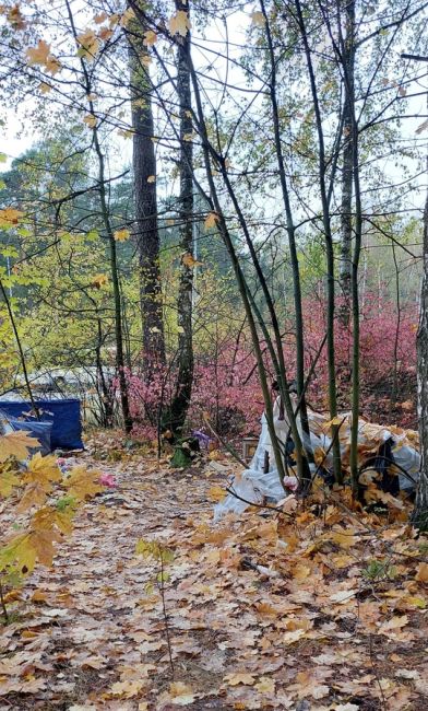 В городском ПКИО Жуковского возле Туполевского шоссе, рядом с собачьей площадкой бродяги устроили жильё,..