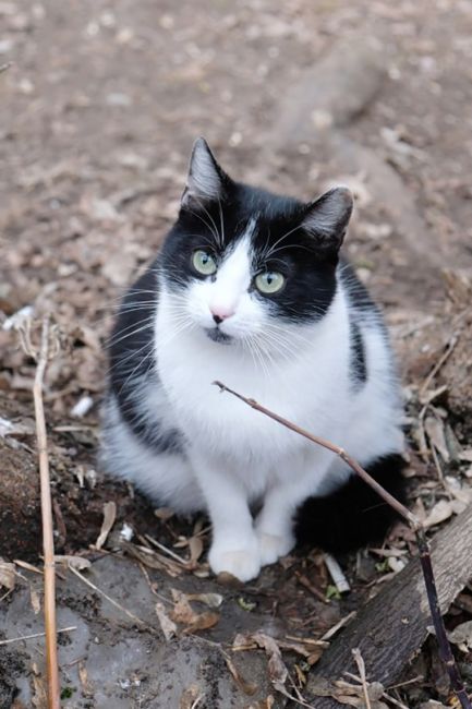 🐈 🐕 Одним - чип, а другим - прививку. Как не потерять питомца и уберечь его от бешенства  В городском округе..