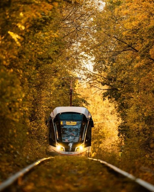 Осенние трамвайчики в Сокольниках.  Фото:..