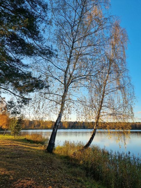 Красивые озёра Подмосковья ❤
Хорошего вечера,..