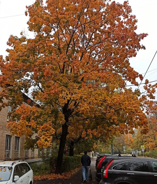 🍁 НАША БАЛАШИХА 🍂 
📸Марина..