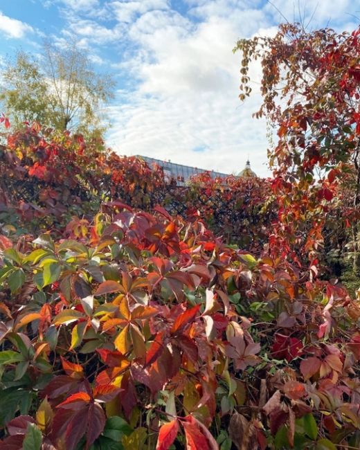 Осень в Морозовском саду 🍁🍂  Фото:..