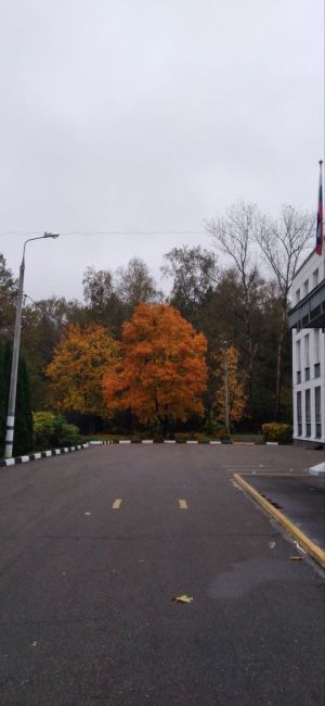 🍁В Зеленоград окончательно пришла осень.  На территории школы № 1353, в районе дома 7а, растёт красивое..