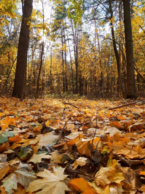 🍁Осень в..