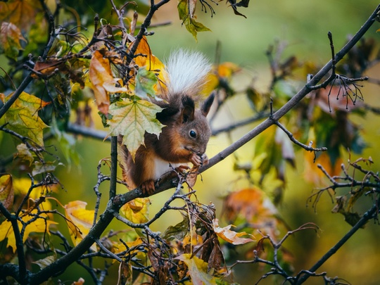 За окном на улице Дружбы подросло новое поколение пушистых химчан 🐿️
Отличительной особенностью..