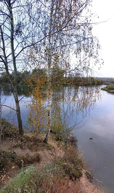 🍂 Петрово-Дальнее. Берёзка у впадения Истры в..