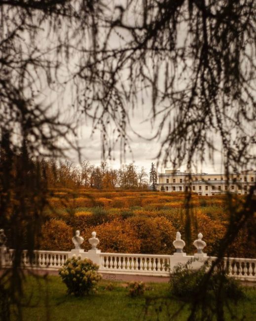 🍂 Осеннее Архангельское сквозь ветви 200-летних лиственниц  📸:..