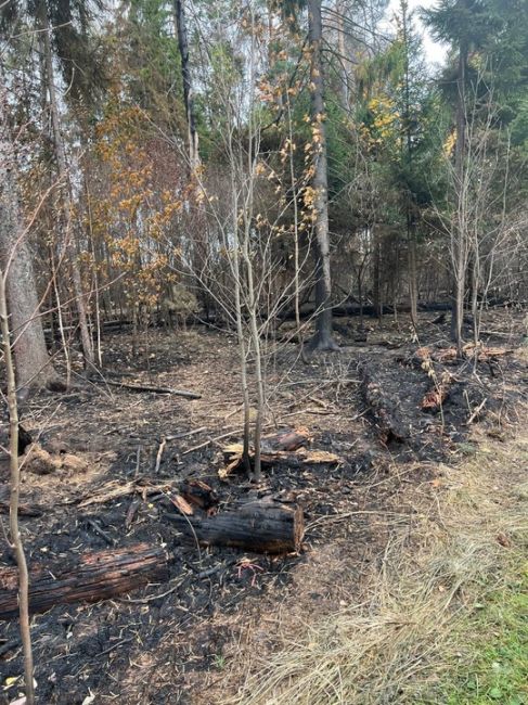 ПОЖАРИЖЕ 🔥
Марина
Последствия недавнего поджога в "самом зеленом" городе. Планов по восстановлению..